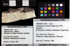 Foto (Objket + Etiketten) von Ululapagurus oroszyi (Fraaije et al., 2019) 